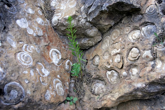 Dealul cu melci, obiectiv geologic in Apuseni, aproape de Cabana KayLuna
